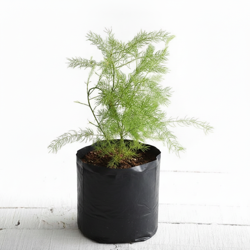 Shatavari - 6" Grow bag