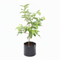 Guava White  Grown Through Seed Any Variety - 6" Grow bag
