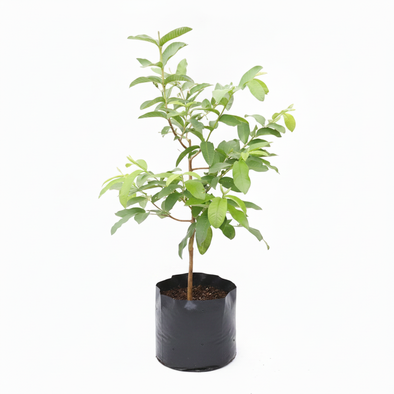 Guava White - 10" Grow bag