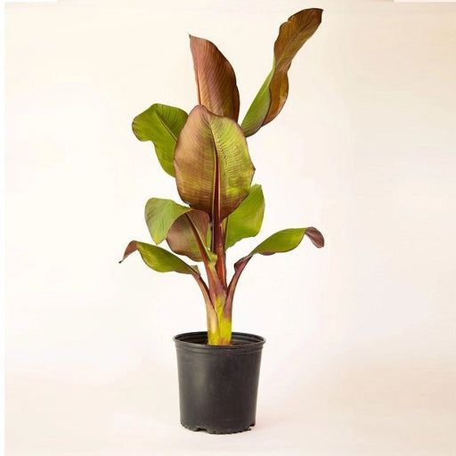 Red Banana - 10" Pot