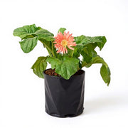 sku:PLT-GERBERA-B06-ORG