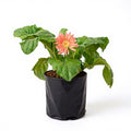 Gerbera Orange - 6" Grow bag