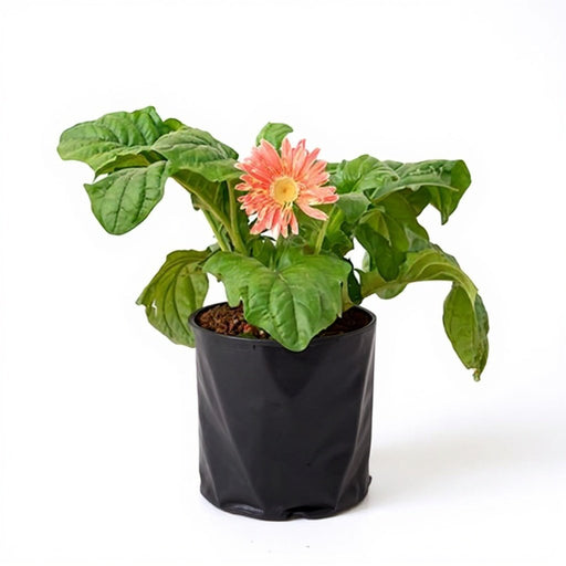 Gerbera Orange - 6" Grow bag