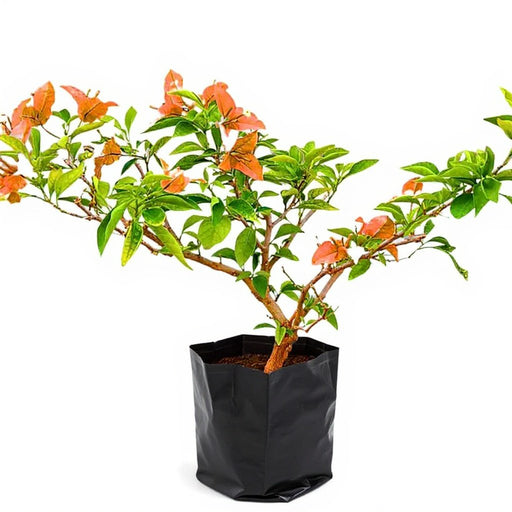 Bougainvillea Orange - 10" Grow bag