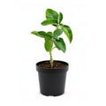 Ashwagandha - 5" Pot