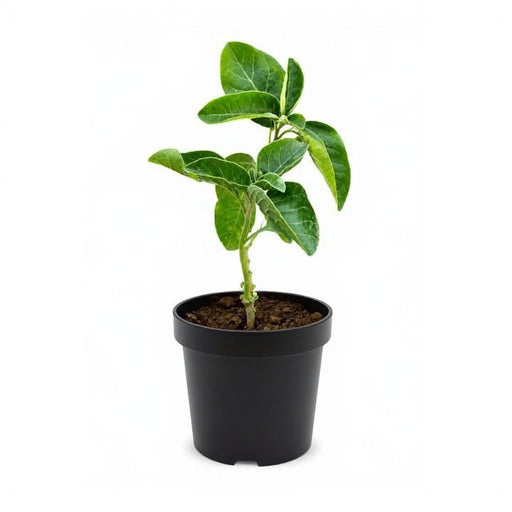 Ashwagandha - 5" Pot