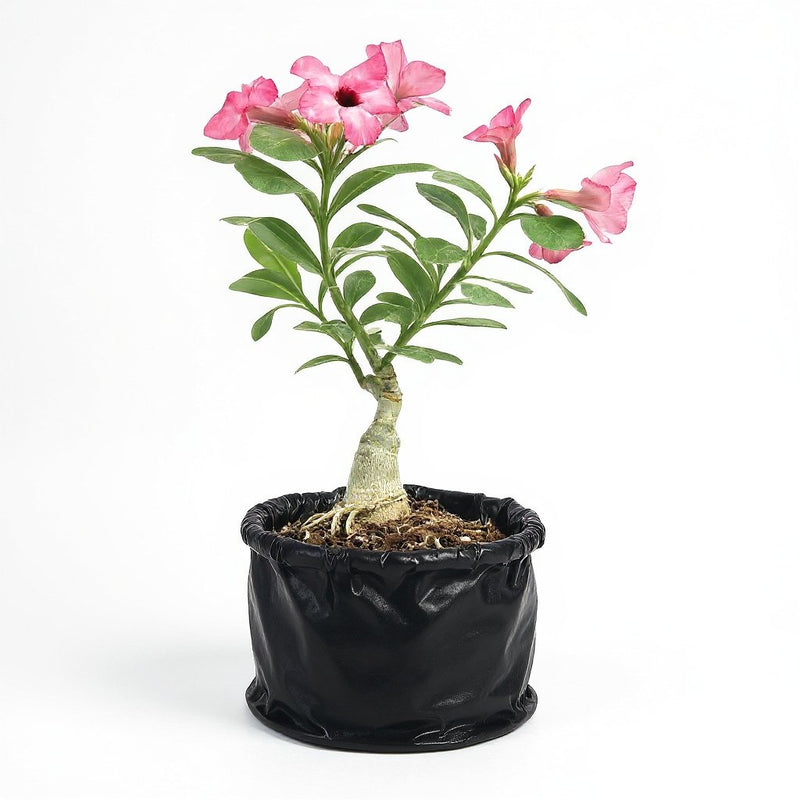 Desert Rose ( Grown through seed)