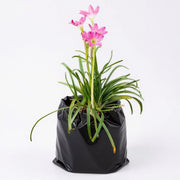 Rain Lily