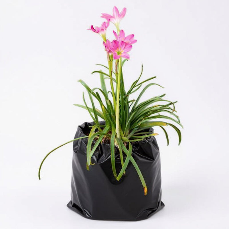 Rain Lily