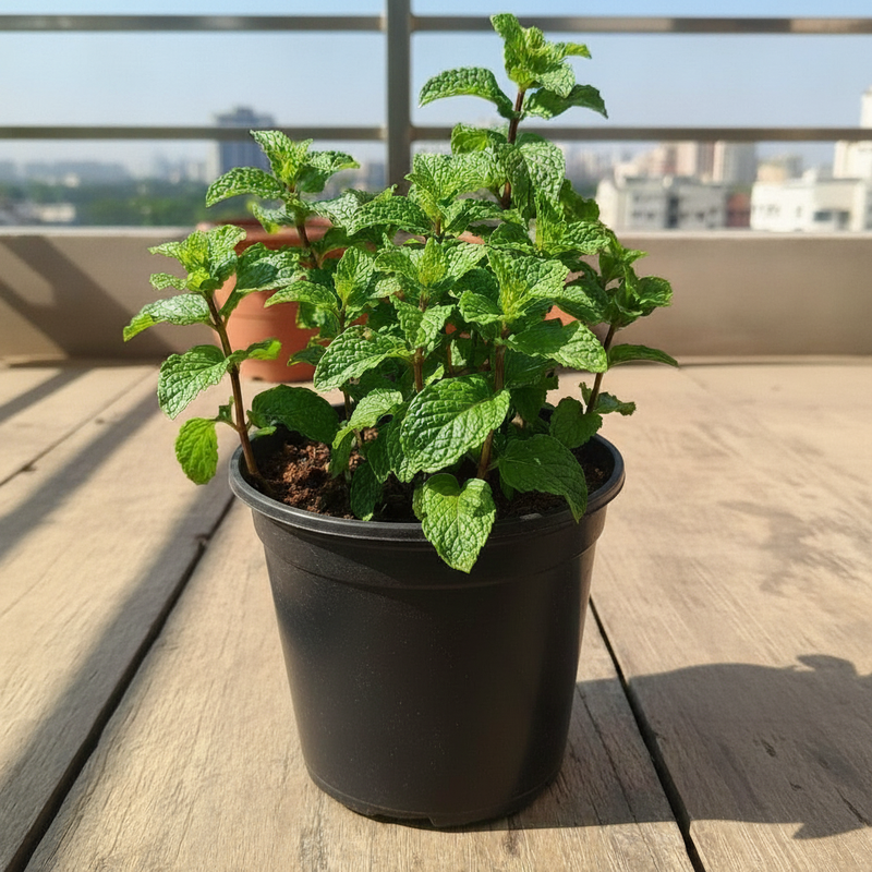 Mint - 5" Pot