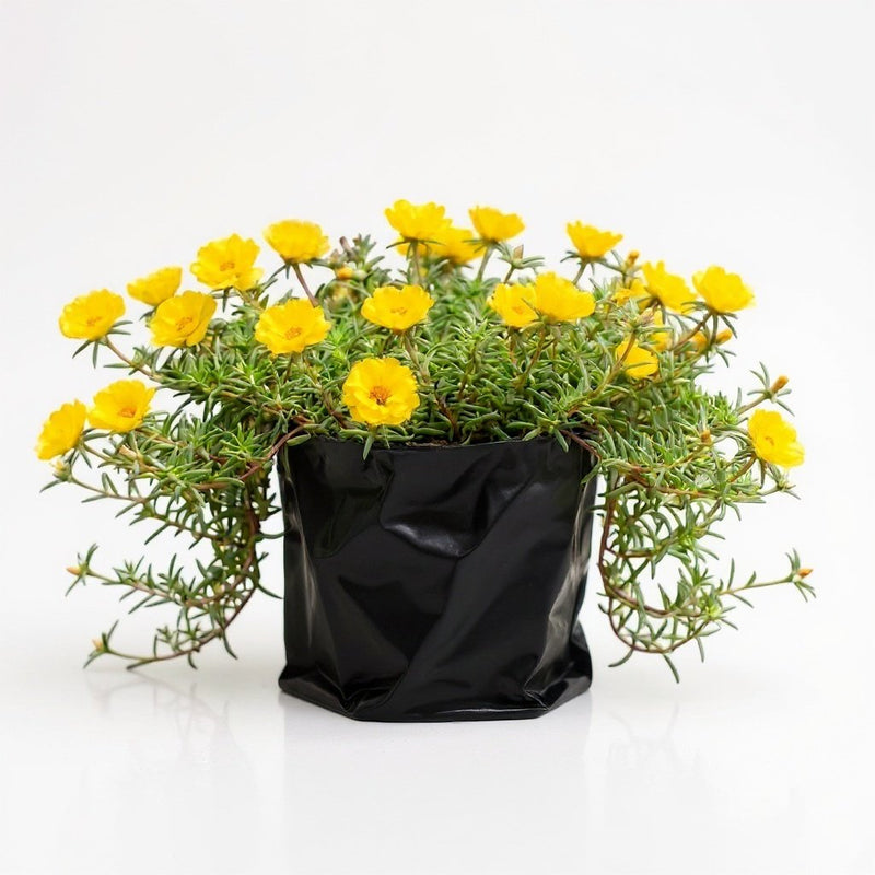 Portulaca 9 O' Clock Yellow - 6" Grow bag
