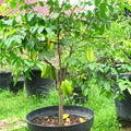 Star Fruit - 10" Grow bag