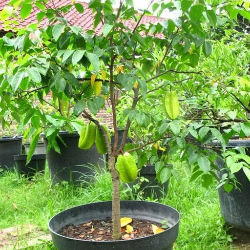 Star Fruit - 10" Grow bag