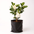 Gardenia - 10" Grow bag