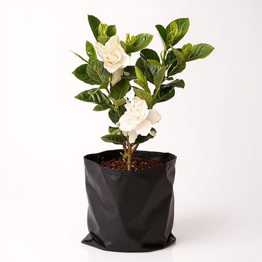 Gardenia - 10" Grow bag