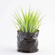 Airt Plant Ionantha Tillandsia ionantha Guatemala (Medium)