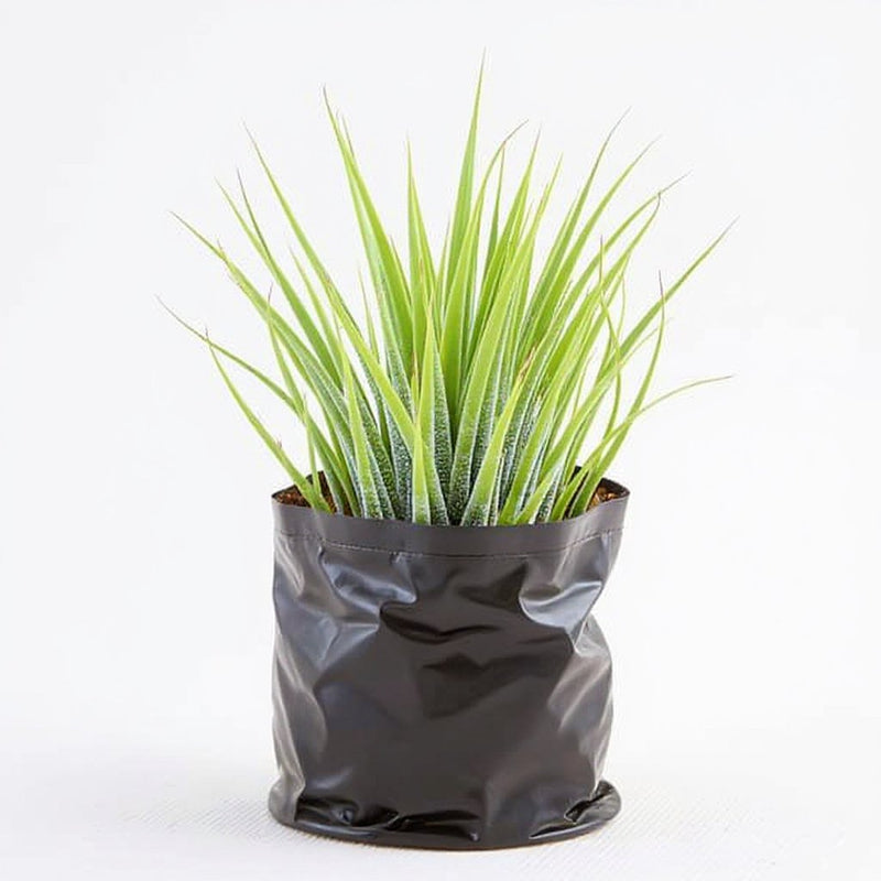 Airt Plant Ionantha Tillandsia ionantha Guatemala (Medium)