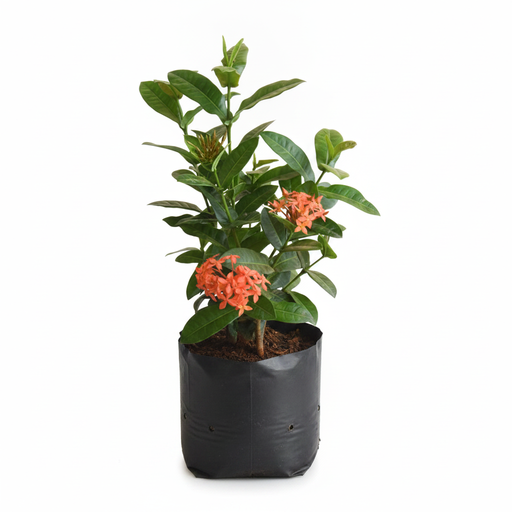 Ixora Dwarf Orange - 10" Grow bag