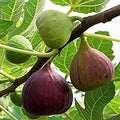 Fig - 10" Grow bag