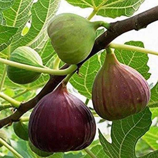 Fig - 10" Grow bag