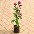 Globe Amaranth - 6" Grow bag