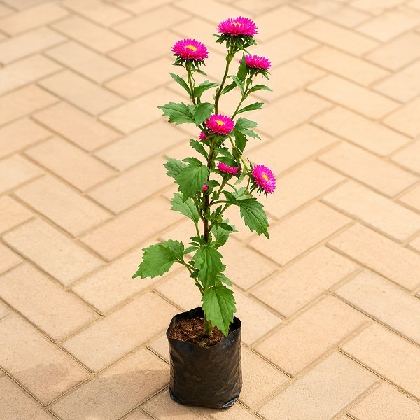 Globe Amaranth - 6" Grow bag