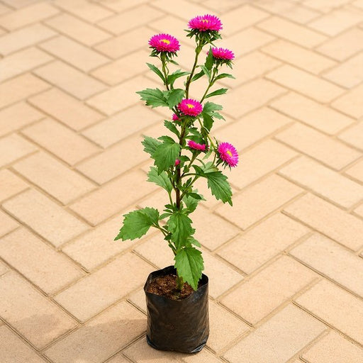 Globe Amaranth - 6" Grow bag