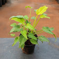 Philodendron xanadu Green Golden - 5" Pot