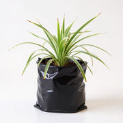 Ophiopogon Jaburan Variegated