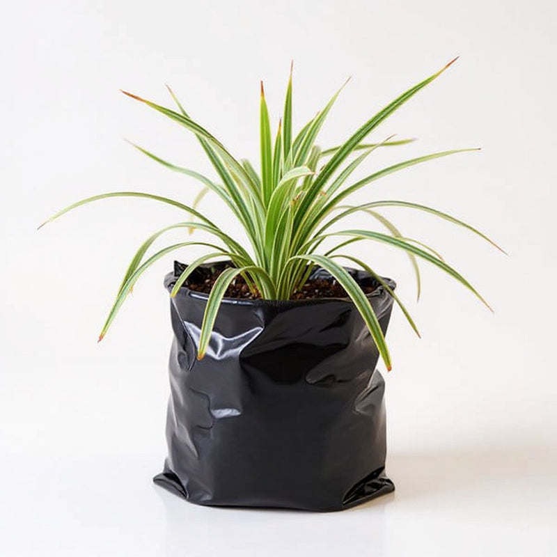 Ophiopogon Jaburan Variegated