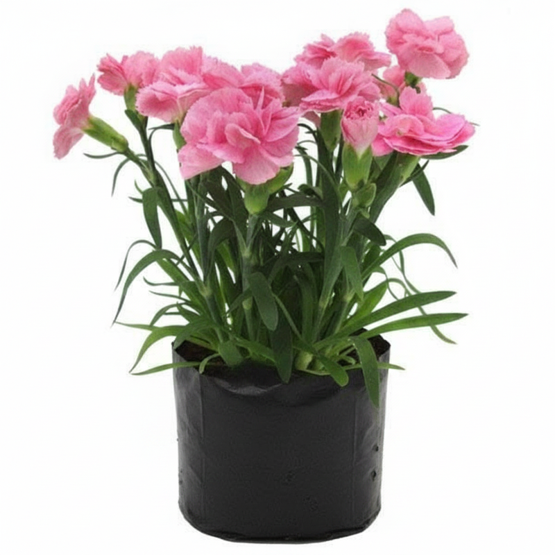 Carnation Mixed - 6" Grow bag