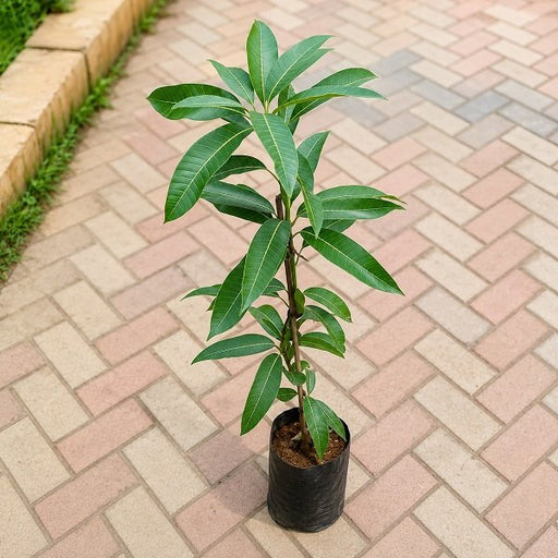 Mango Tree (Grown through seed) - 10" Grow bag