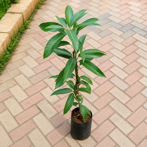 Mango Tree (Alphonso, Grafted) - 10" Grow bag