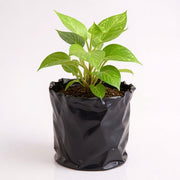 Money Plant Green