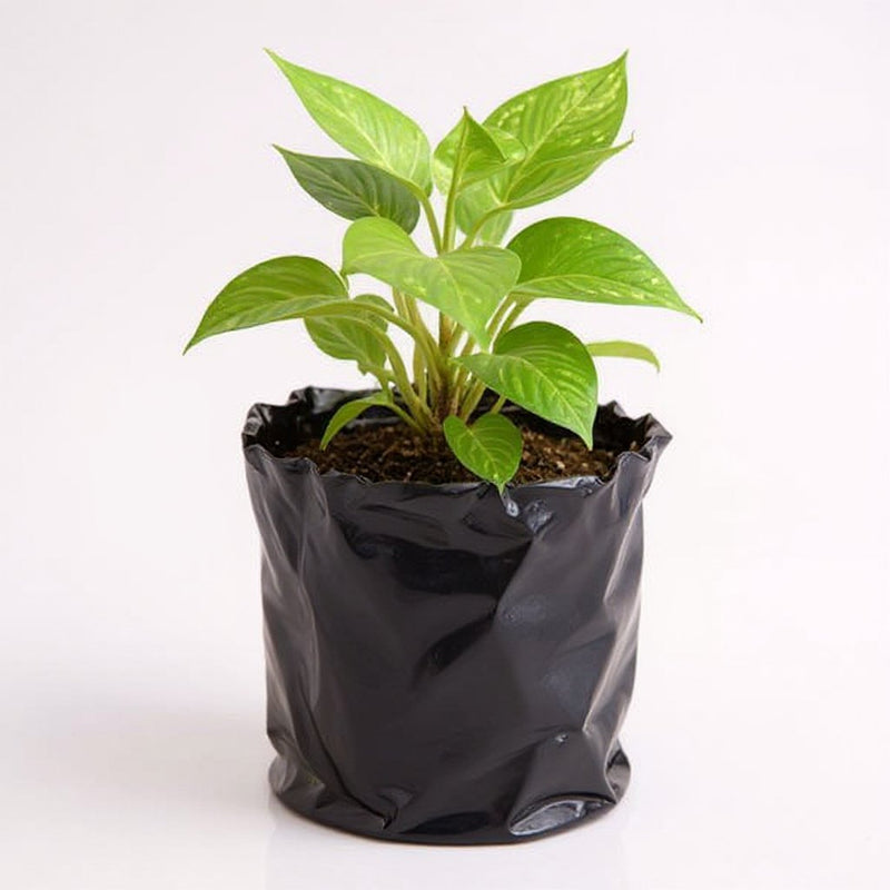 Money Plant Green