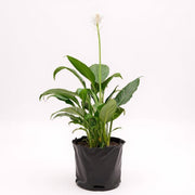 Peace Lily Green