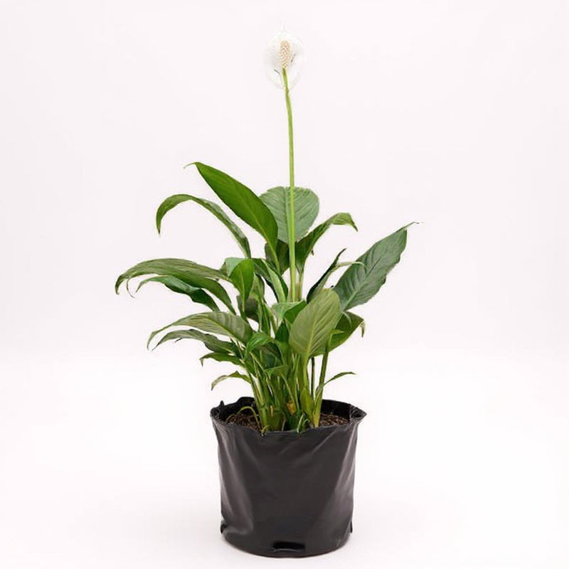 Peace Lily Green