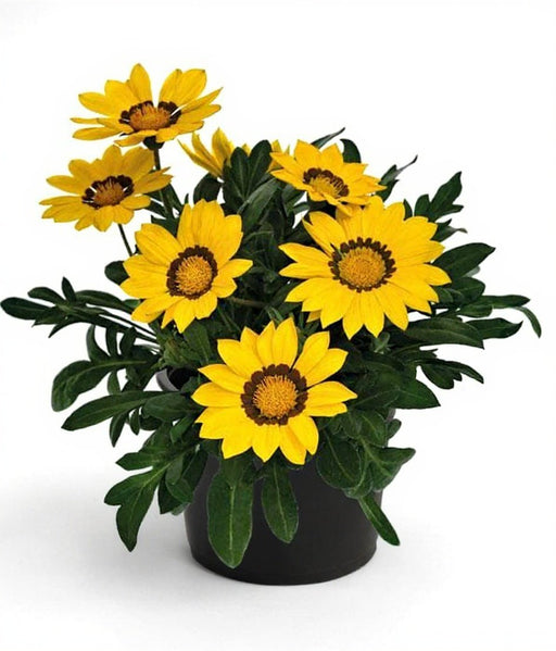 Gazania Yellow - 5" Pot