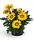 Gazania Yellow - 6" Grow bag