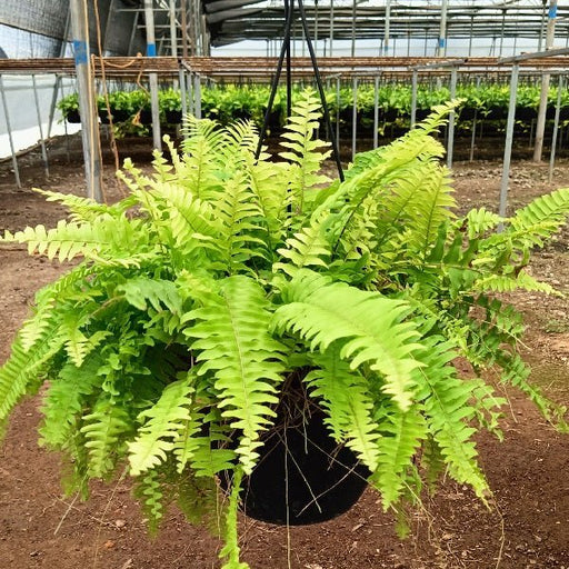 Boston Fern Golden - 8" Hanging basket