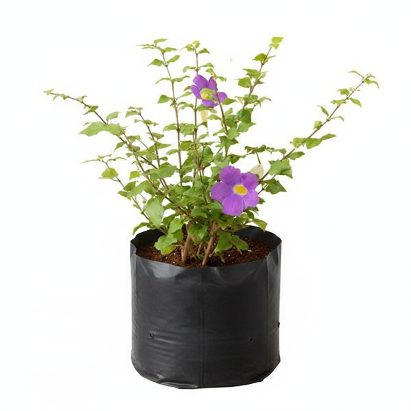 King's Mantle - 10" Grow bag