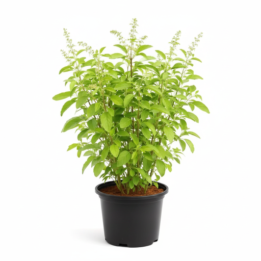 Rama Tulsi - 5" Pot