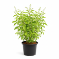 Rama Tulsi - 8" Pot