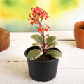 Kalanchoe blossfeldiana Variegated - 3" Pot
