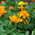 Mexican Marigold Orange - 6" Grow bag