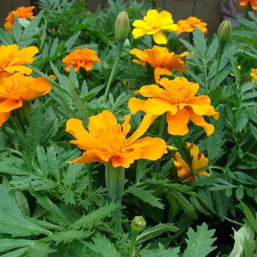 Mexican Marigold Orange - 6" Grow bag