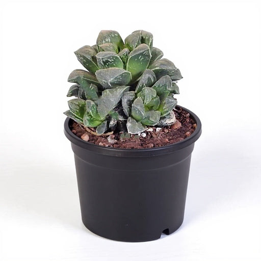 Haworthia pygmaea - Succulent - 3" Pot
