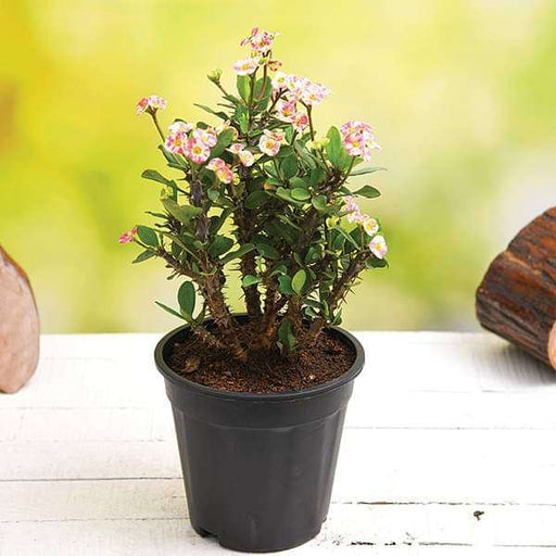 Crown of Thorns white-pink - 6" Pot