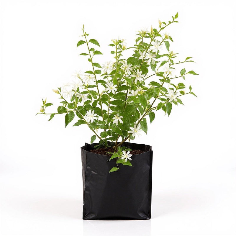 Kunda - 10" Grow bag