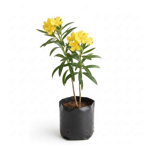 Oleander Yellow - 10" Grow bag